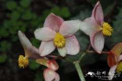 蟆叶秋海棠 Begonia rex