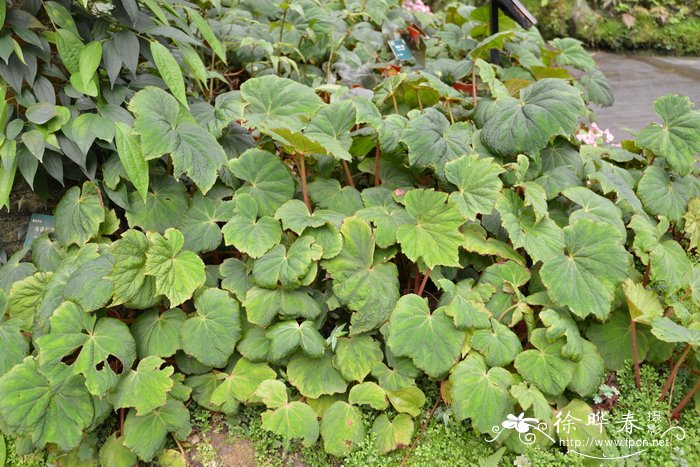 蓖麻叶海棠 Begonia ricinifolia