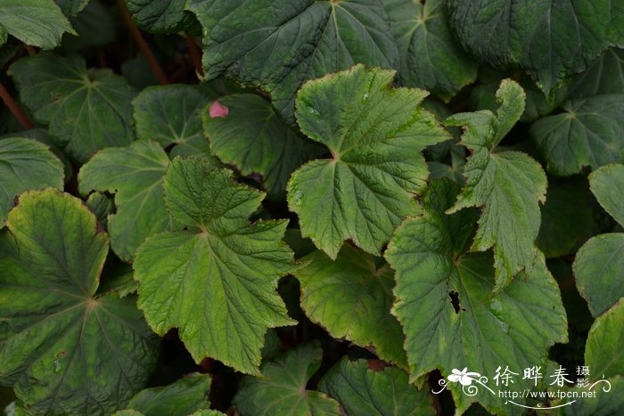 蓖麻叶海棠 Begonia ricinifolia