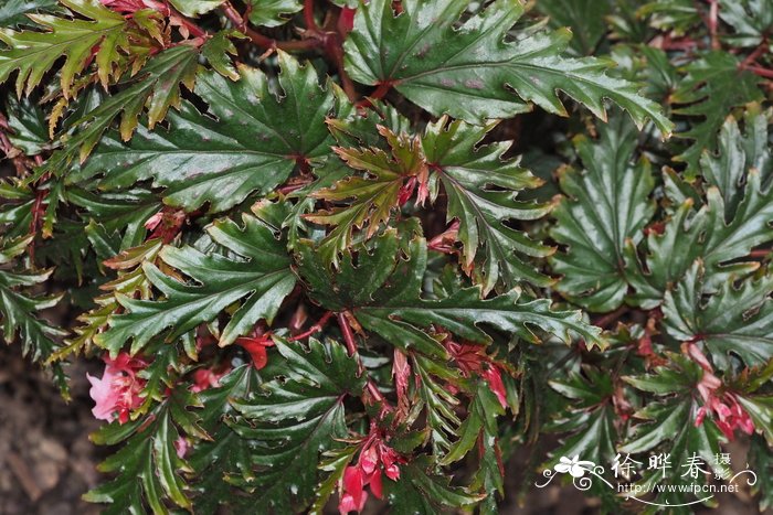 齿瓣秋海棠 Begonia serratipetala
