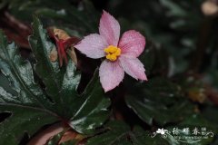 齿瓣秋海棠 Begonia serratipetala