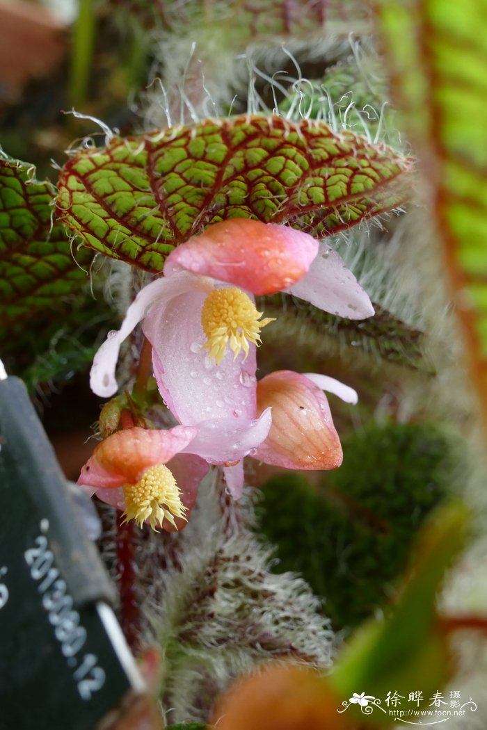 赛兹摩尔秋海棠 Begonia sizemoreae