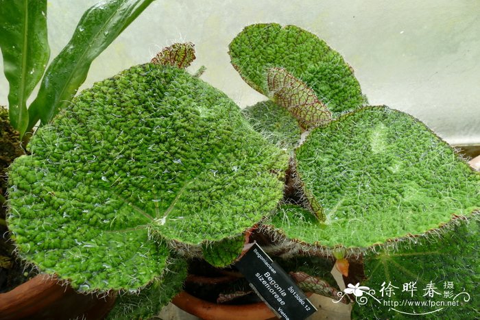 赛兹摩尔秋海棠 Begonia sizemoreae