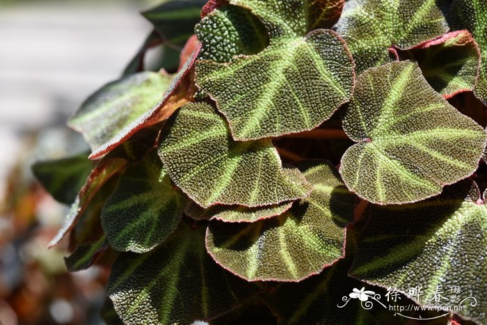 索莉幕特秋海棠 Begonia soli-mutata