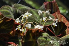 索莉幕特秋海棠 Begonia soli-mutata