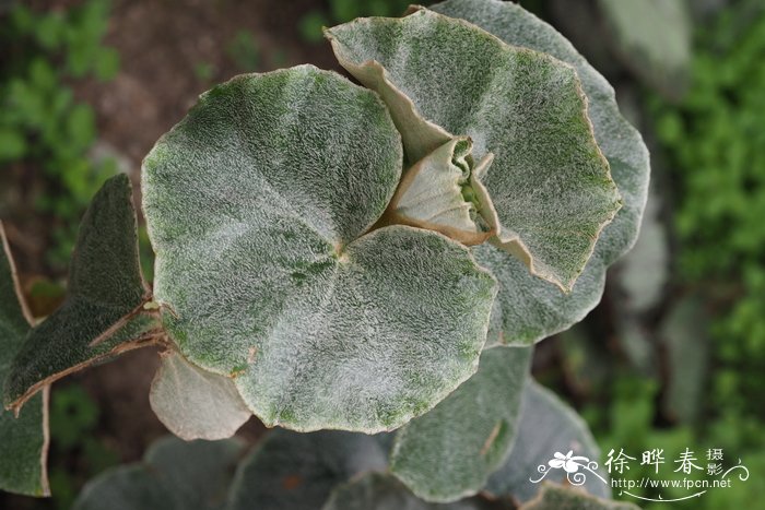 有脉秋海棠 Begonia venosa