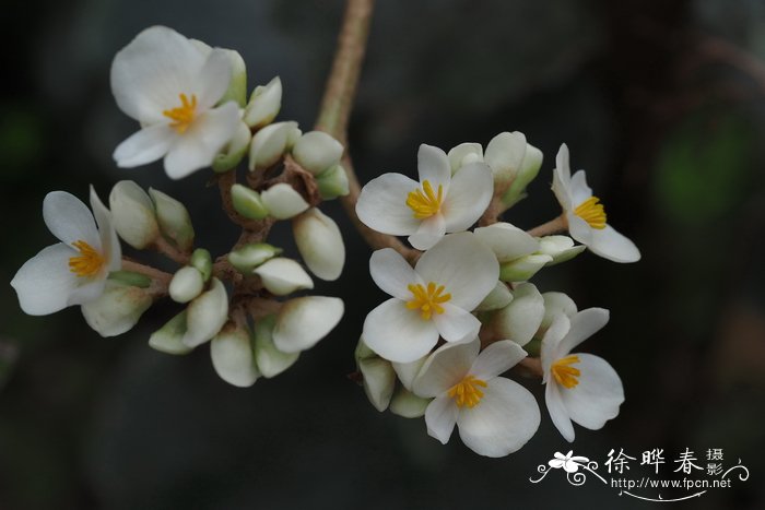 有脉秋海棠 Begonia venosa