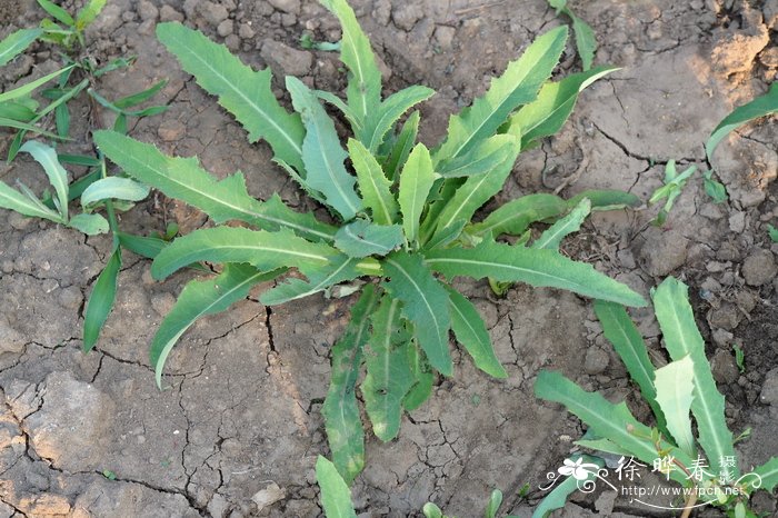 苣荬菜,长裂苦苣菜sonchus brachyotus