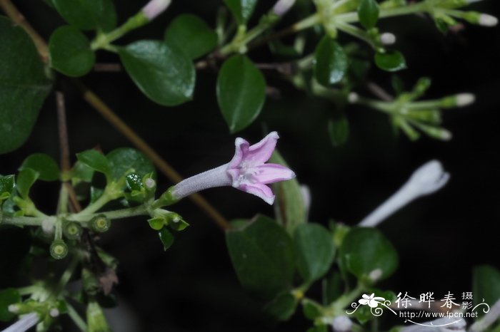 川滇野丁香Leptodermis pilosa