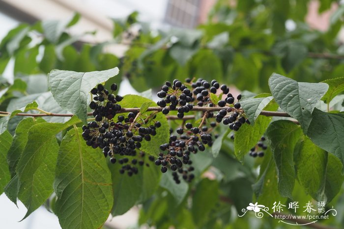 桃叶稠李，斑叶稠李Padus maackii