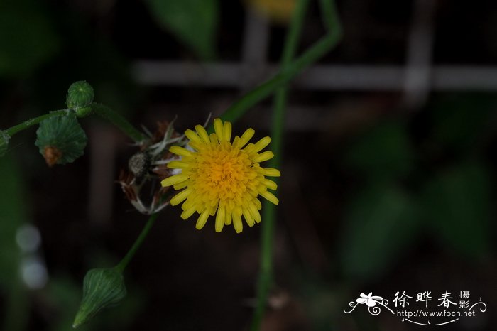 苦苣菜Sonchus oleraceus