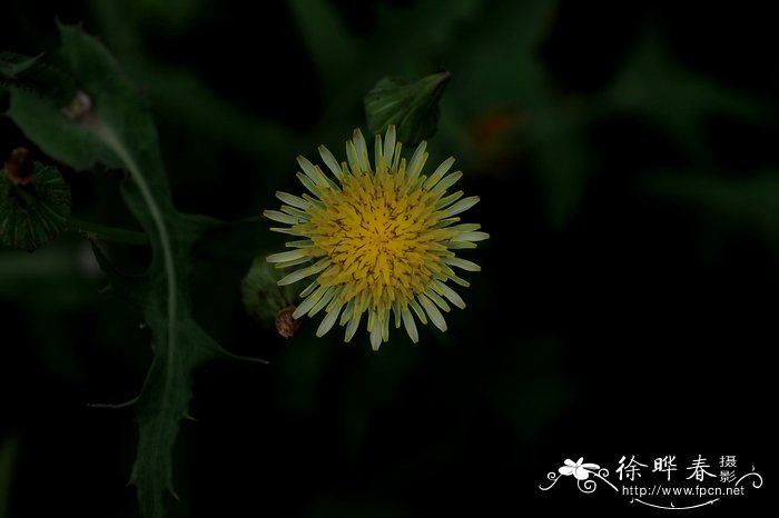 苦苣菜Sonchus oleraceus