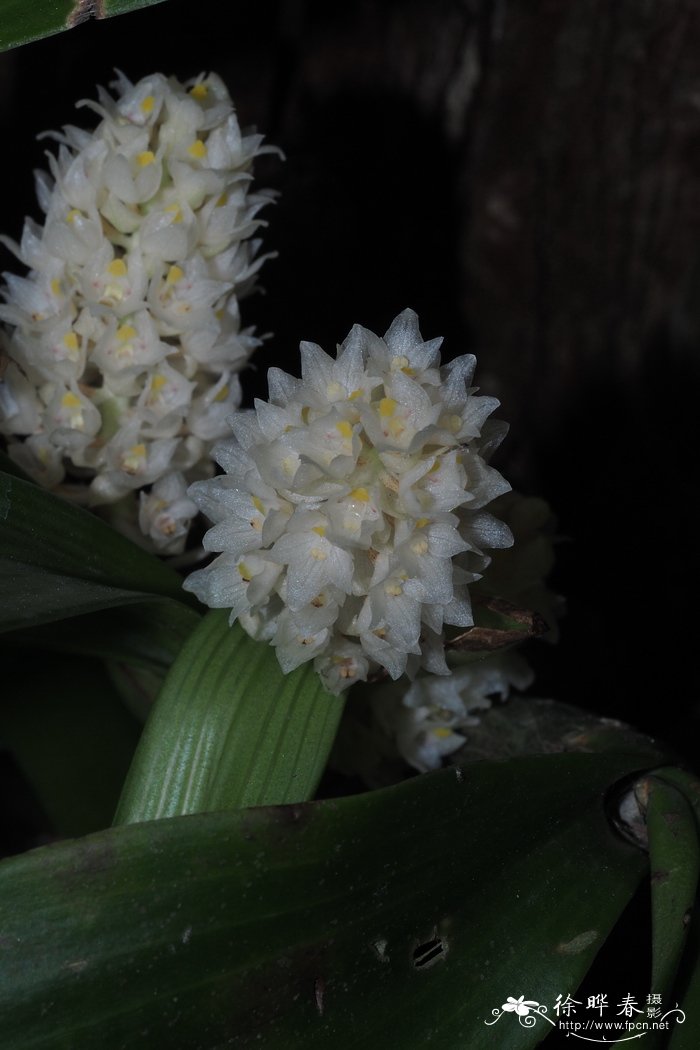 密花苹兰Pinalia spicata