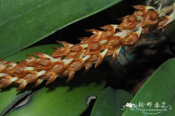 球茎石豆兰Bulbophyllum triste