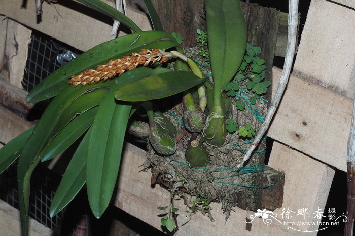 球茎石豆兰Bulbophyllum triste