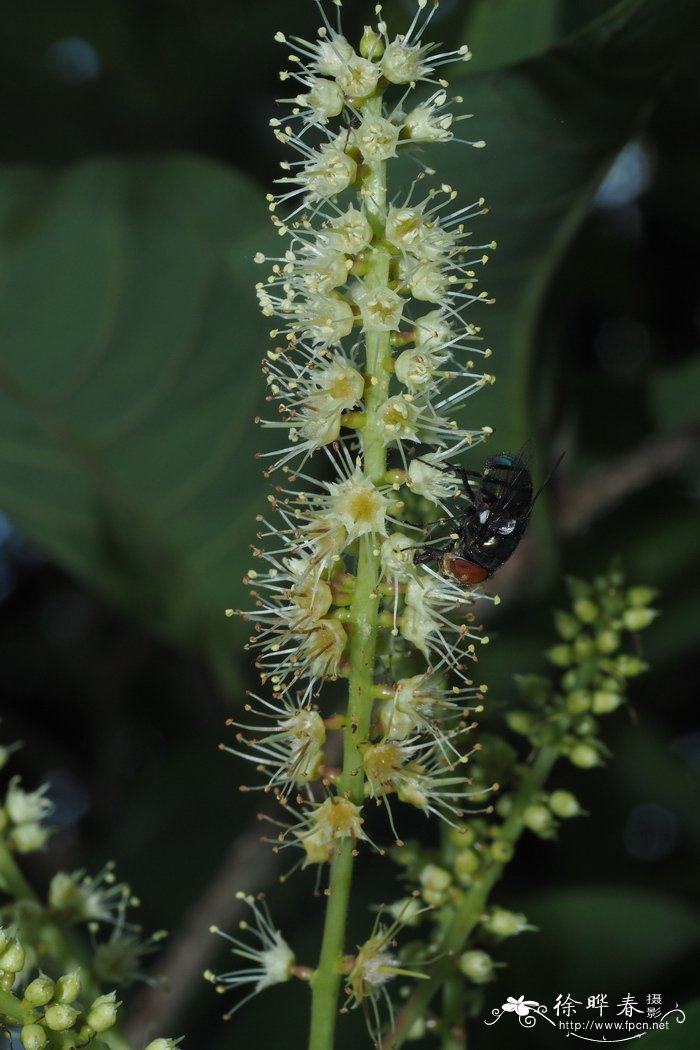 诃子Terminalia chebula