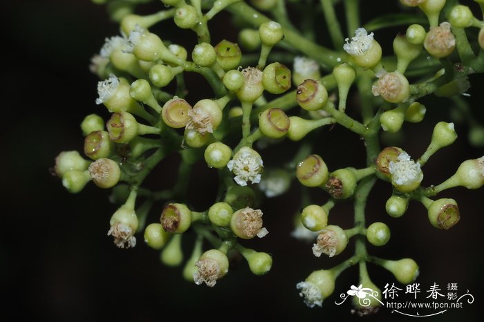 肖蒲桃Syzygium acuminatissimum 肖蒲桃Syzygium acuminatissimum