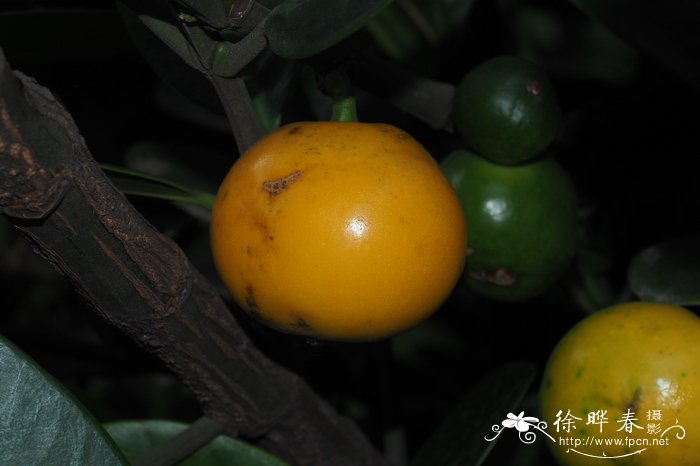菲岛福木Garcinia subelliptica 菲岛福木Garcinia subelliptica