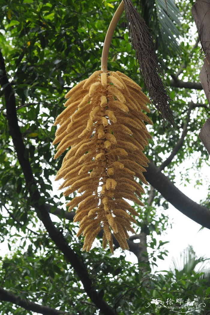 大果直叶榈Attalea butyracea