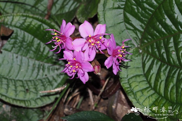 惠州虎颜花Tigridiopalma exalata S.Jin Zeng, Y.C.Xu & D.F