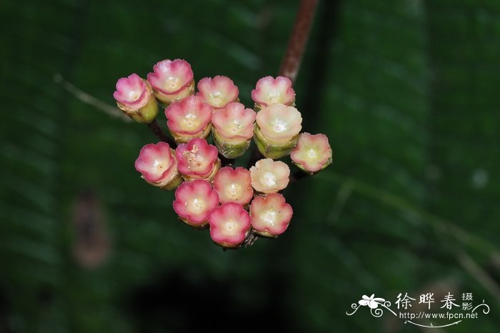 惠州虎颜花Tigridiopalma exalata S.Jin Zeng, Y.C.Xu & D.F