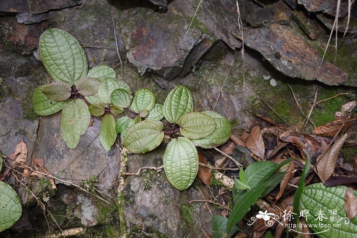 惠州虎颜花Tigridiopalma exalata S.Jin Zeng, Y.C.Xu & D.F